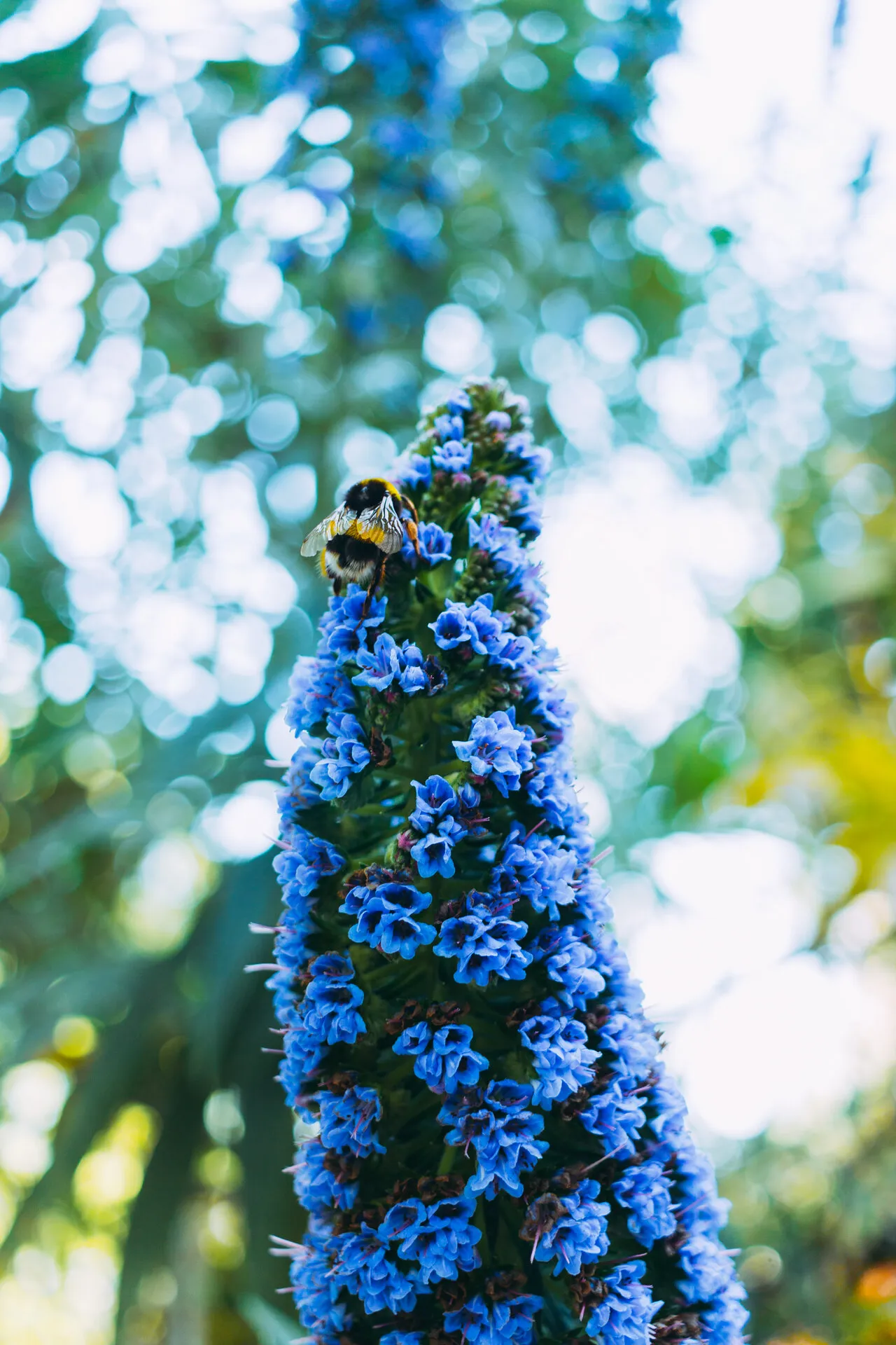 Bumblebee on Blue Flower