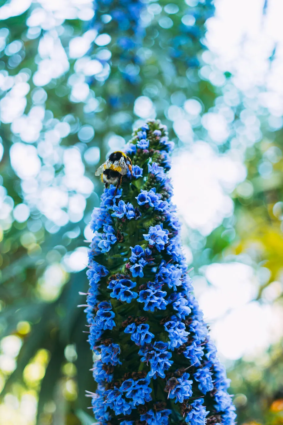 Bumblebee on Blue Flower