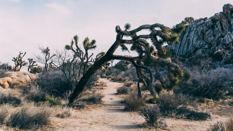 Leaning Joshua Tree