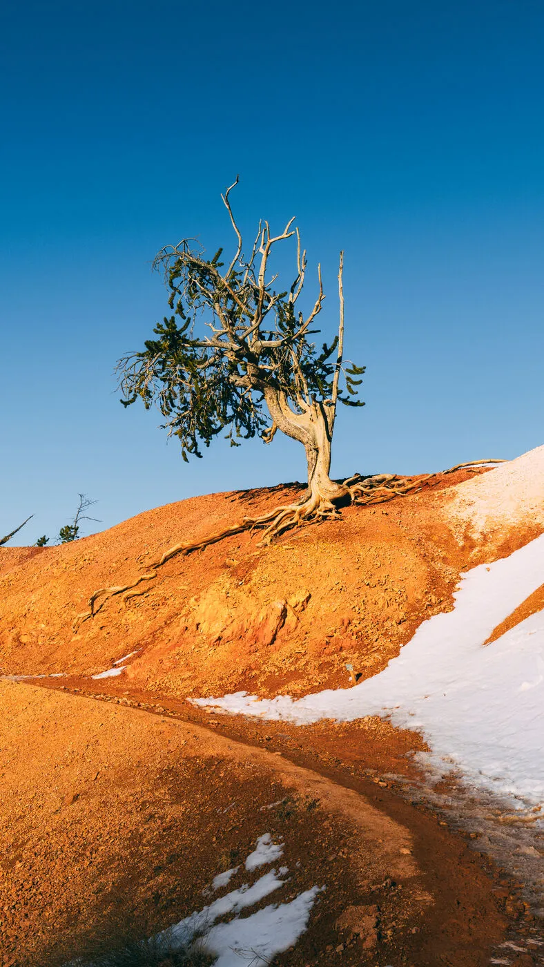 Lone Juniper on Red Soil